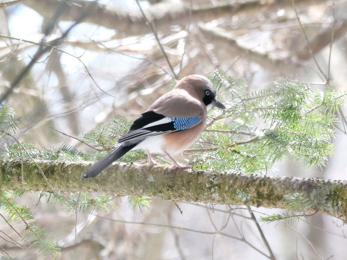 Eurasian Jay - ML614848817