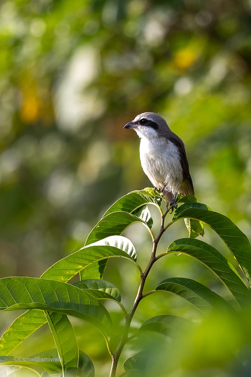 Alcaudón Pardo (lucionensis) - ML614848838