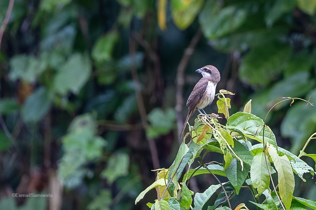 Brown Shrike - ML614848844