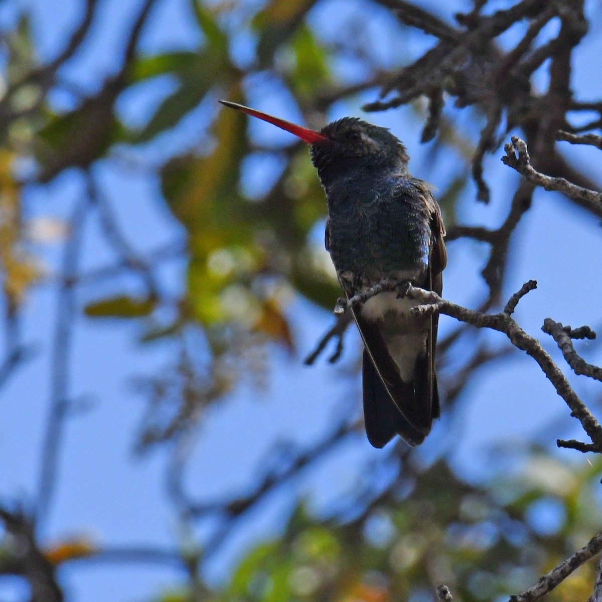 Colibrí Piquiancho Común - ML614848879