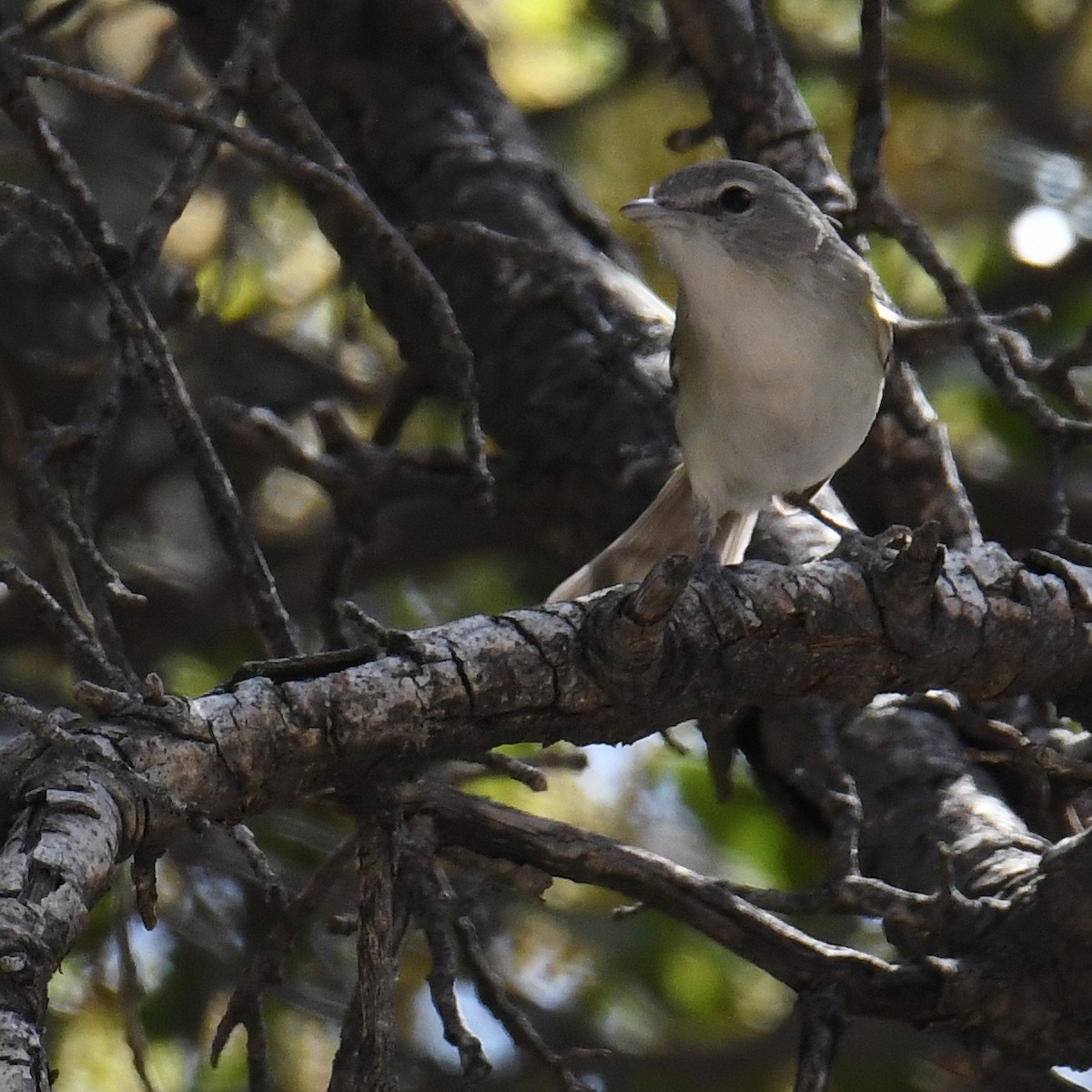 Braunaugenvireo - ML614848881