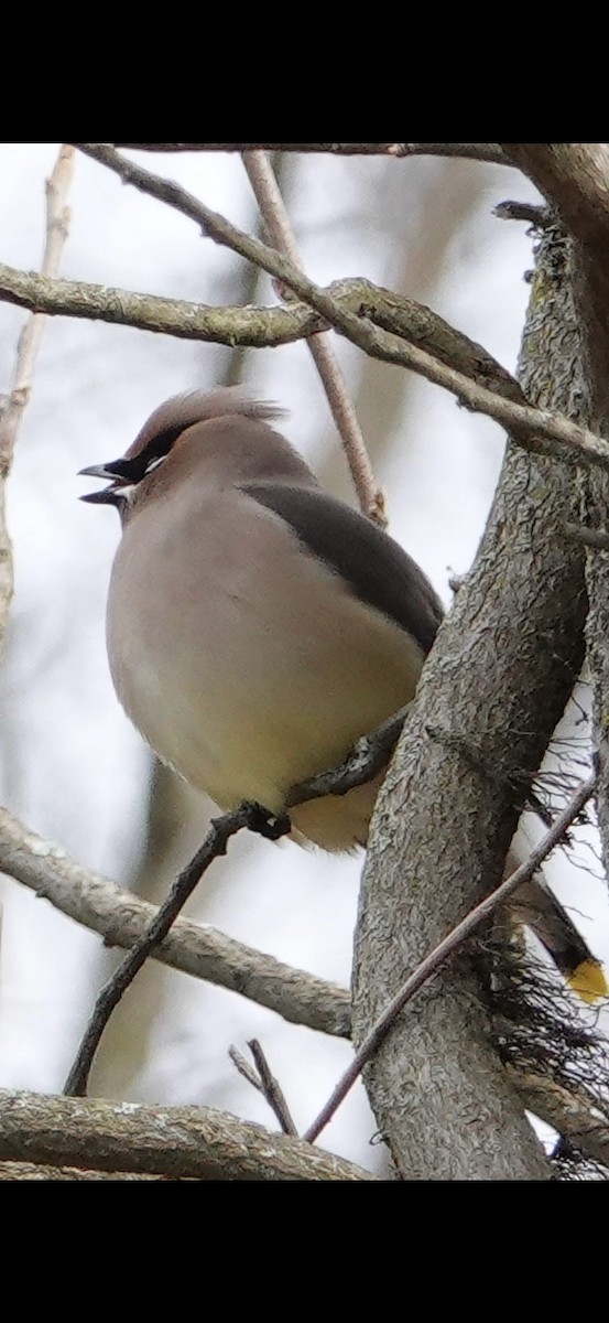 Cedar Waxwing - ML614848889