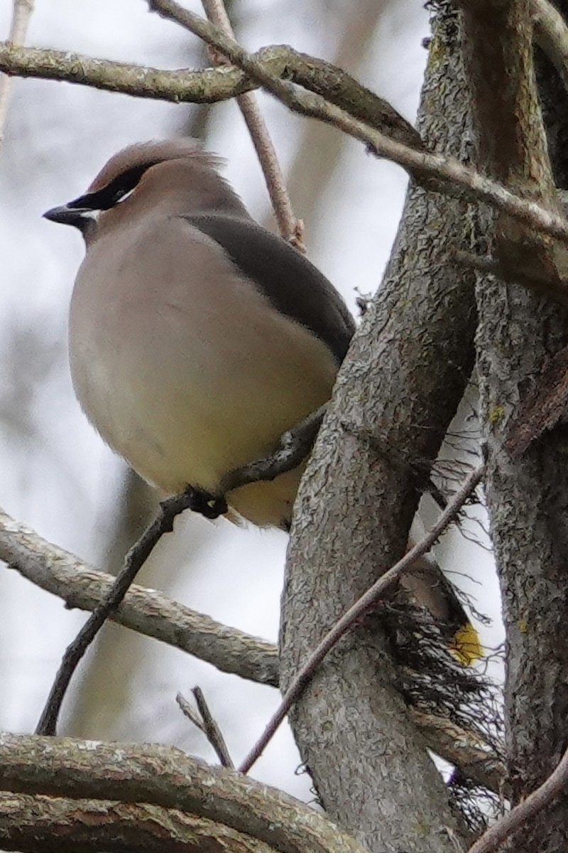 Cedar Waxwing - ML614848890