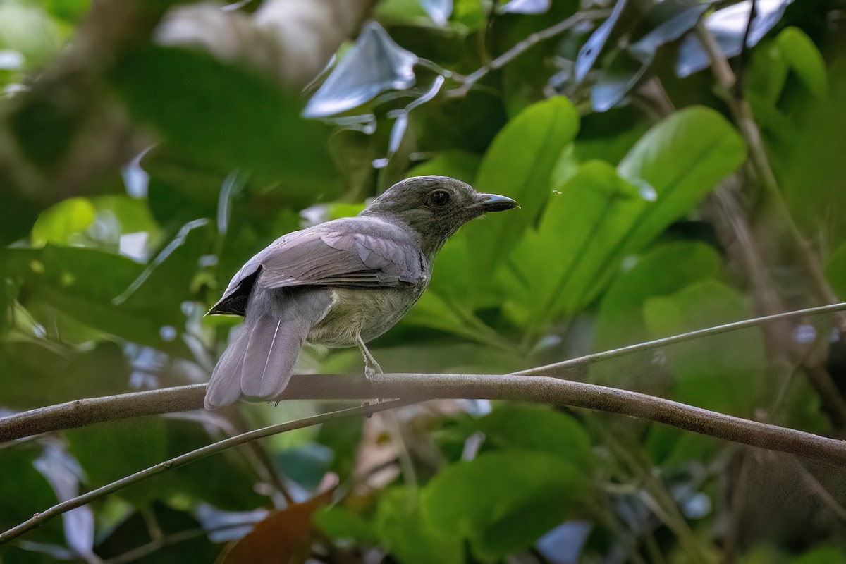 Screaming Piha - ML614848893