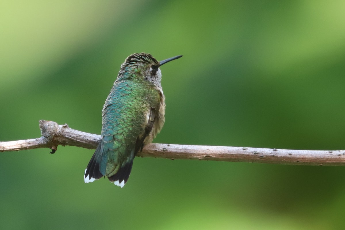 Ruby-throated Hummingbird - William Hull