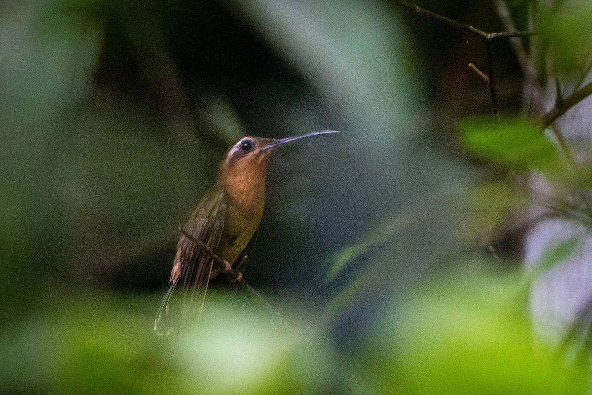 kolibřík bronzovoocasý - ML614849015