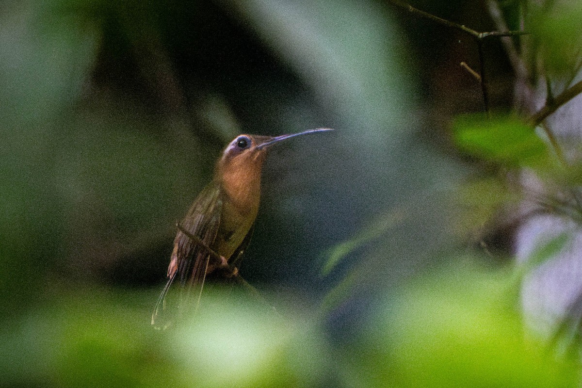 Hook-billed Hermit - ML614849015