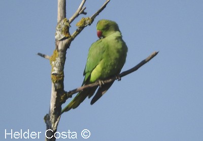 Rose-ringed Parakeet - ML614849018