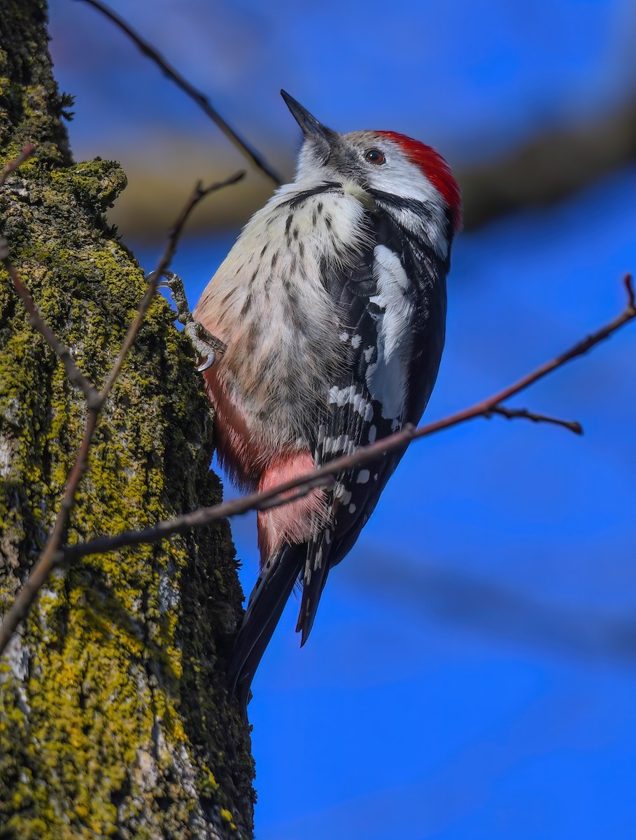 Middle Spotted Woodpecker - ML614849161