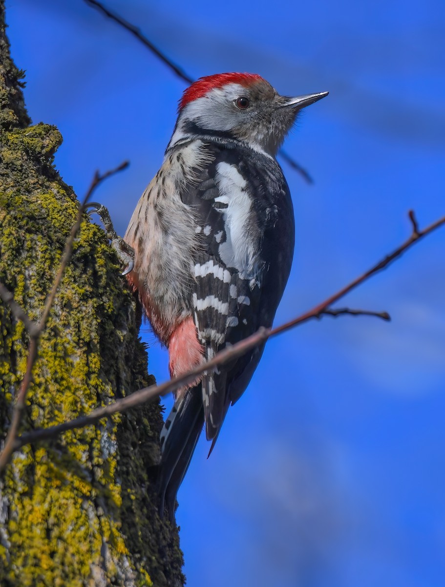 Middle Spotted Woodpecker - ML614849162
