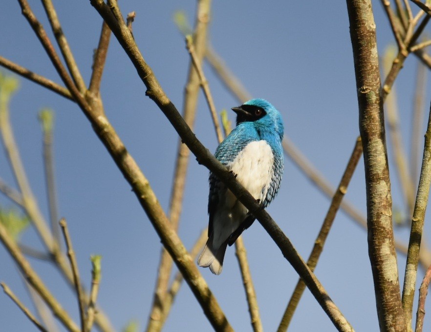 Tangara Golondrina - ML614849182