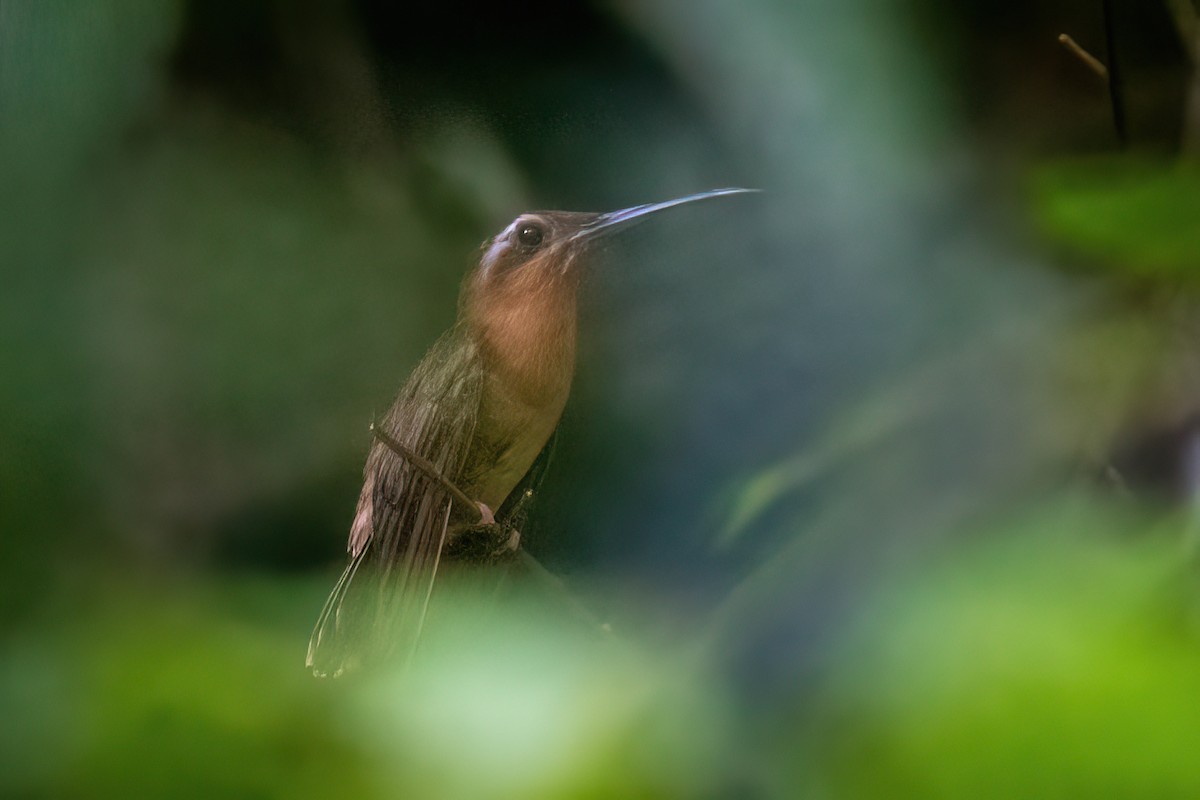 Hook-billed Hermit - ML614849189