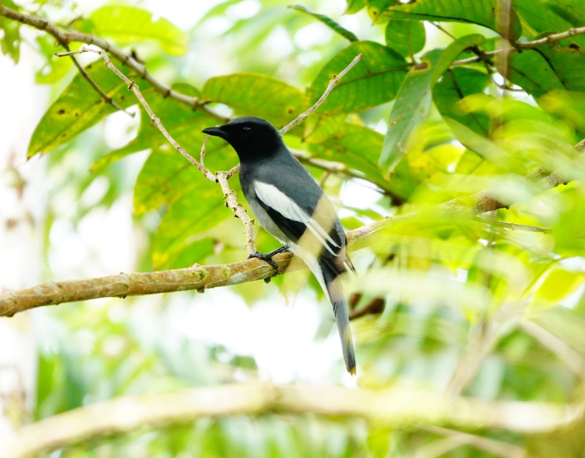 McGregor's Cuckooshrike - ML614849210