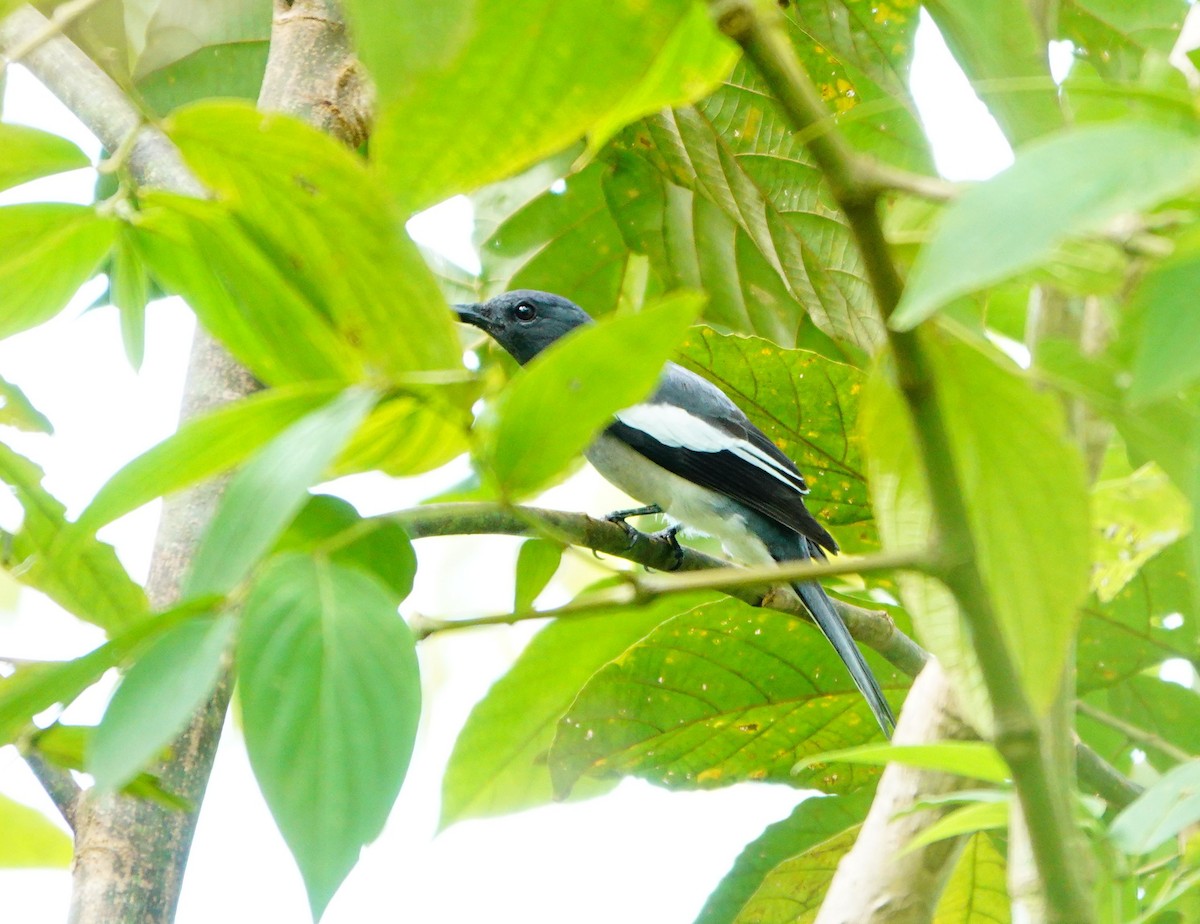 McGregor's Cuckooshrike - ML614849218