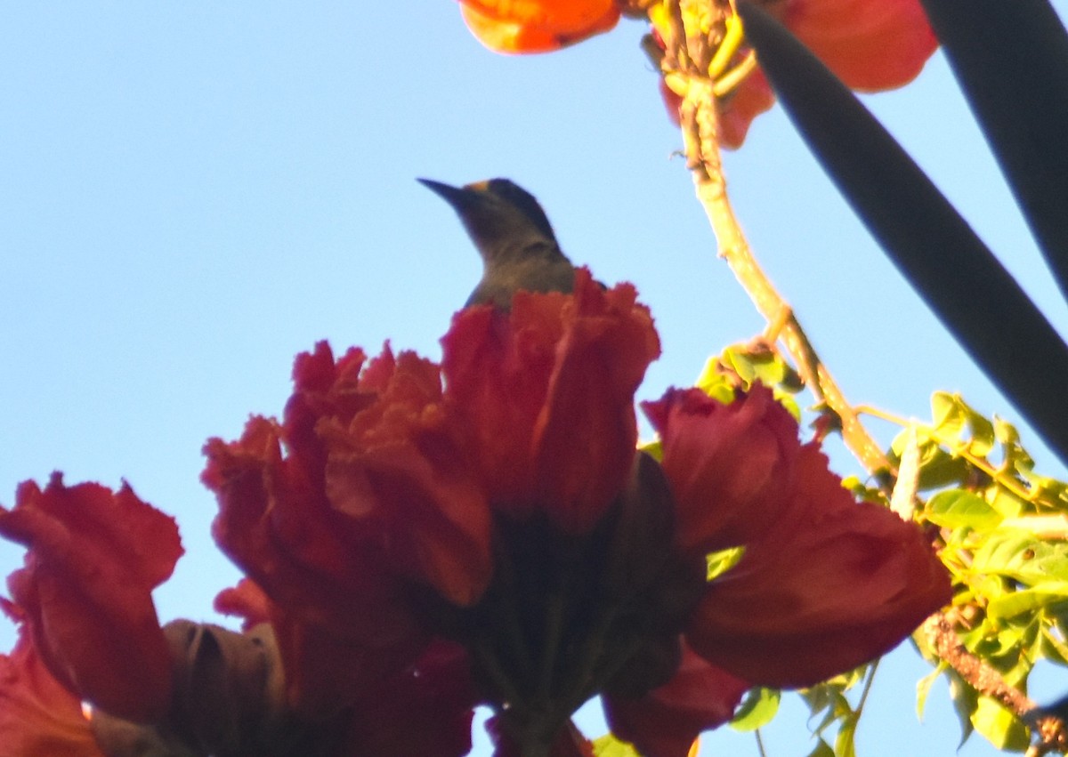 Golden-naped Woodpecker - Rodolfo Dodero