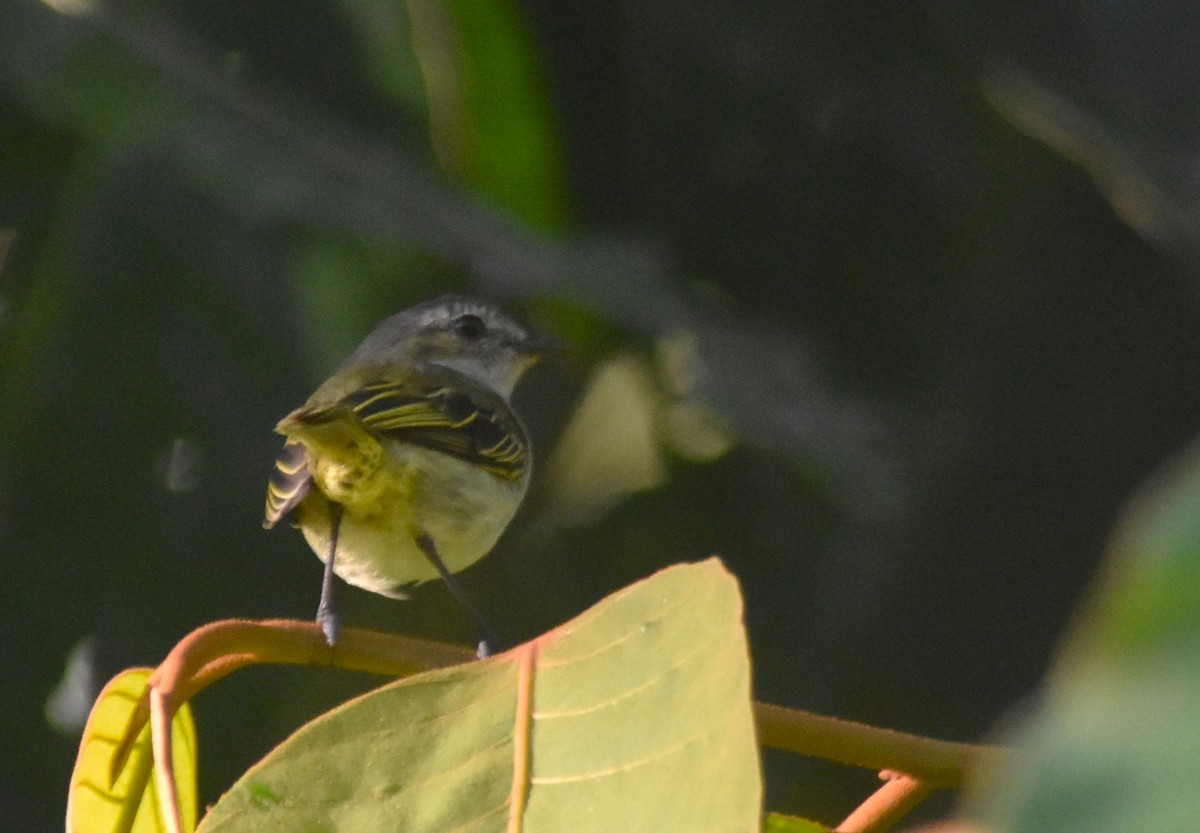 Mistletoe Tyrannulet - ML614849243