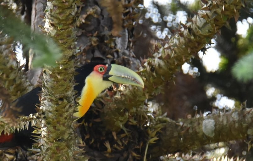 Red-breasted Toucan - Victor Leber