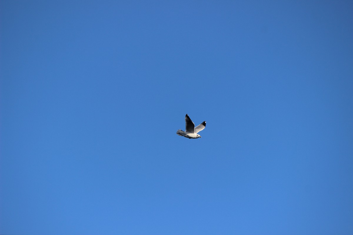 Herring Gull - Marie-France D'Aoust