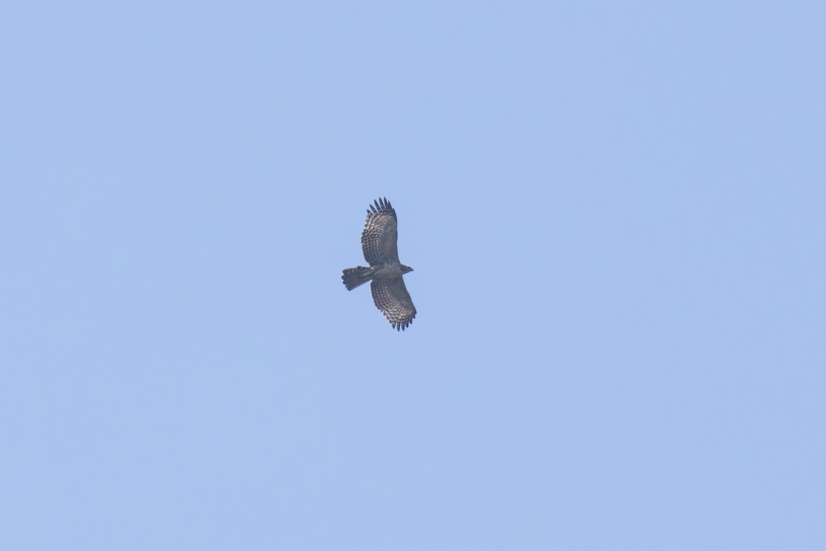 Mountain Hawk-Eagle (nipalensis) - ML614849416