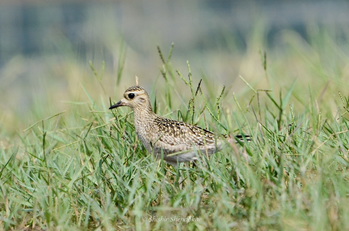 Pacific Golden-Plover - Shishir Shendokar