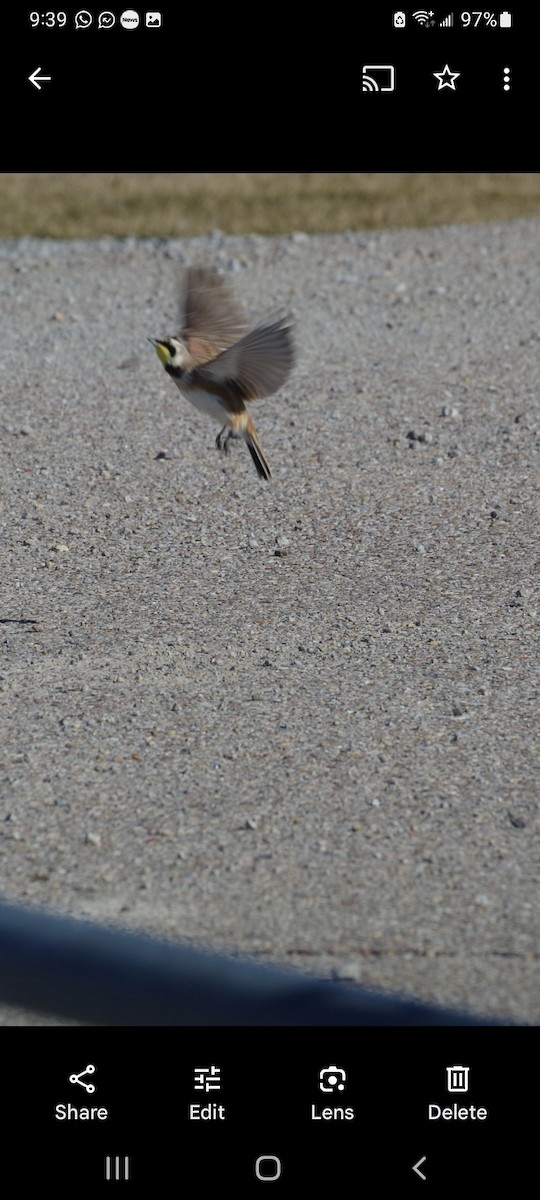 Horned Lark - Anthony cannizzaro