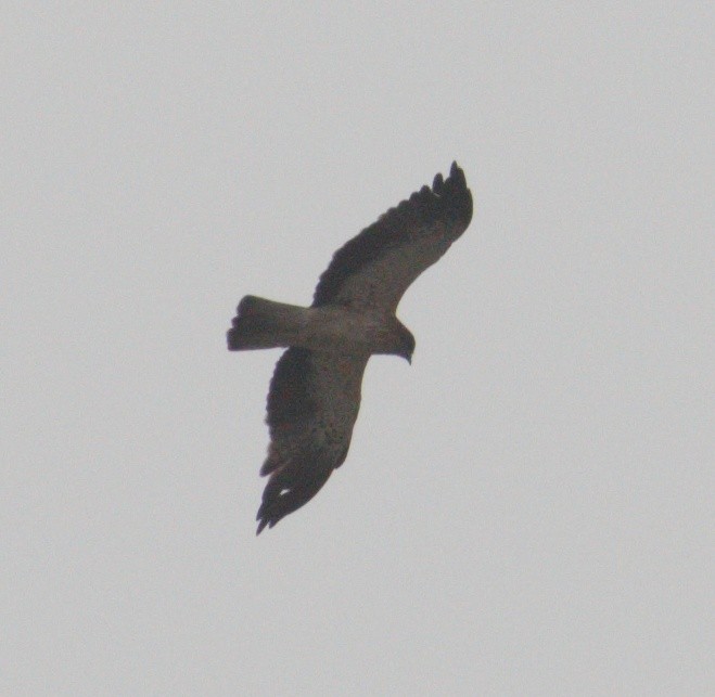 Booted Eagle - ML614849602