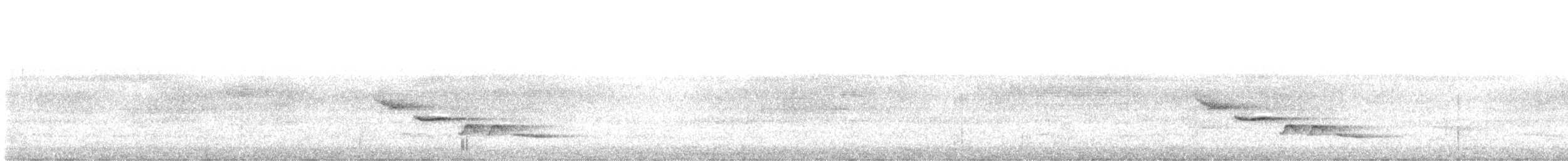 Troglodyte à poitrine blanche - ML61484961