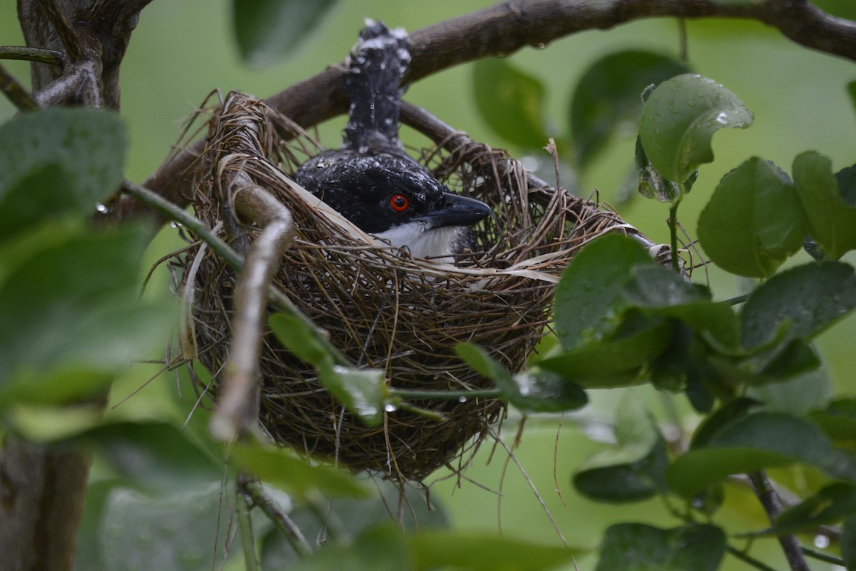 Weißbrust-Ameisenwürger - ML614849639