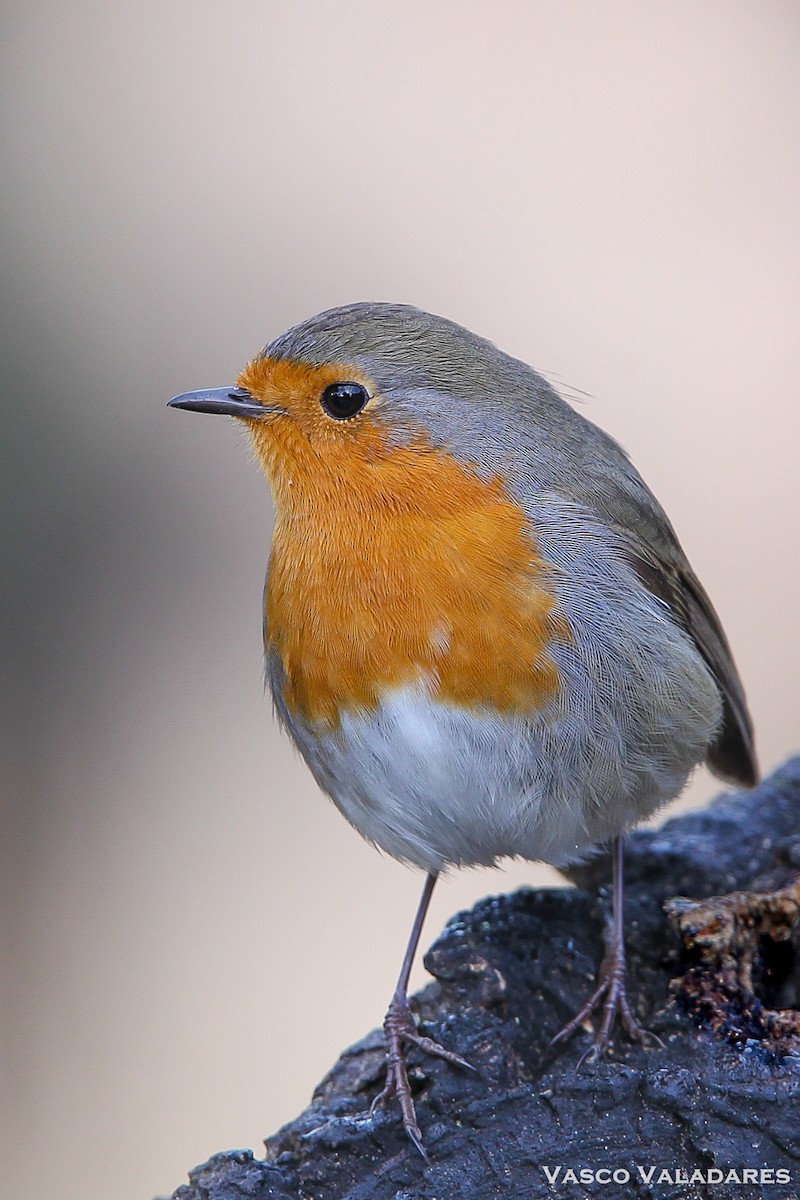 European Robin - Vasco Valadares