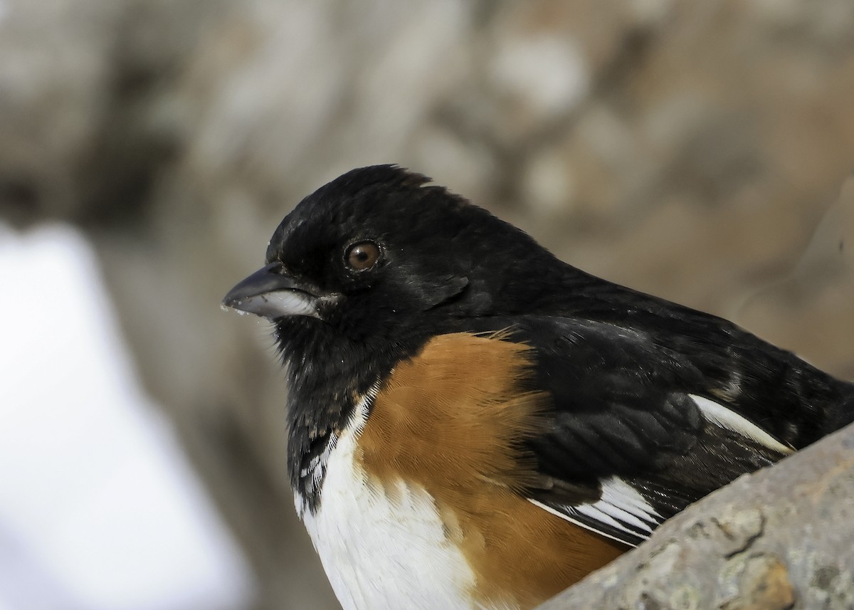 Eastern Towhee - Steve Vines