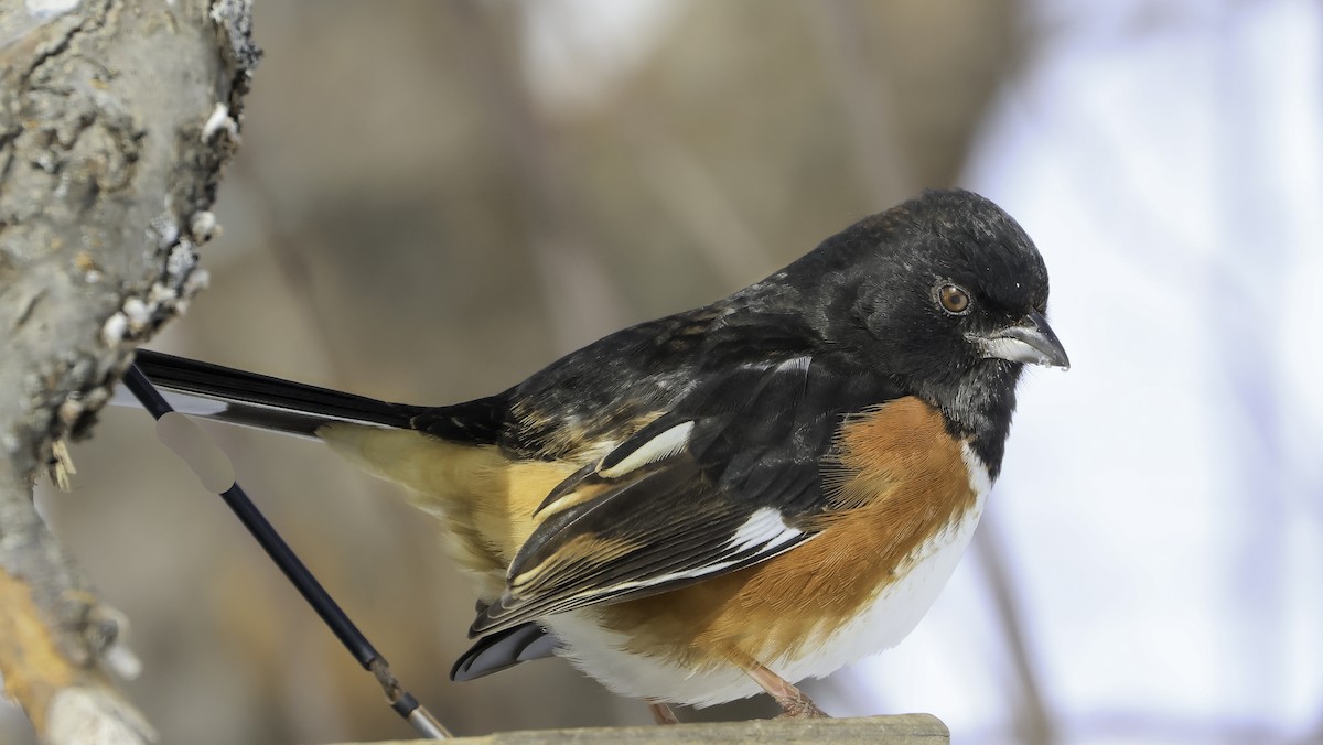 Eastern Towhee - Steve Vines