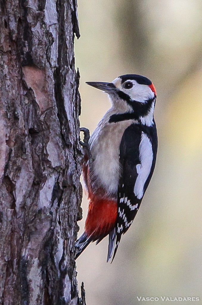 Great Spotted Woodpecker - ML614849693