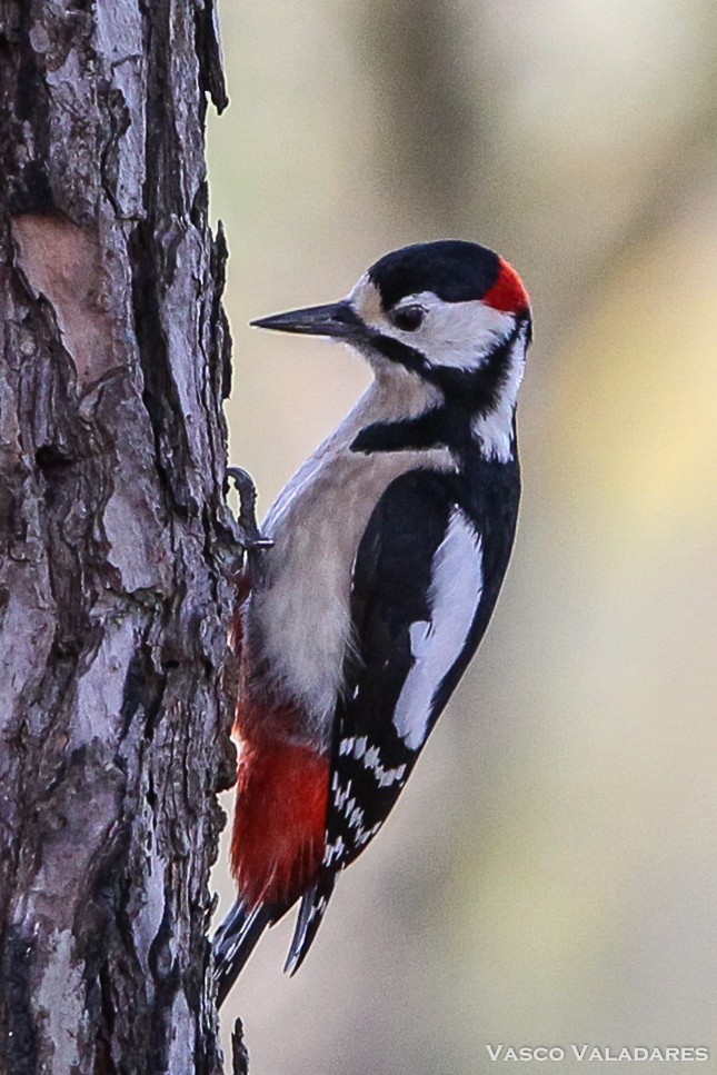 Great Spotted Woodpecker - ML614849694