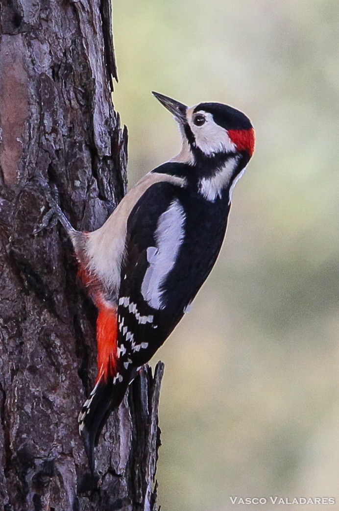 Great Spotted Woodpecker - ML614849695