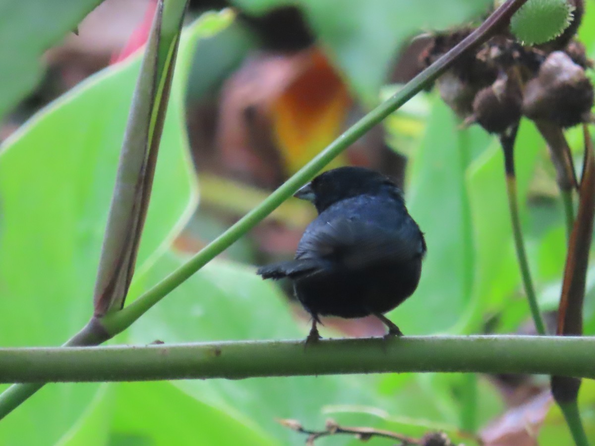 Blue-black Grassquit - Ursula K Heise