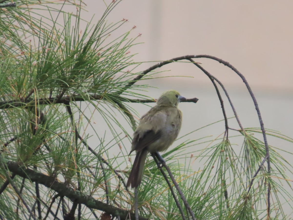 Palm Tanager - Ursula K Heise