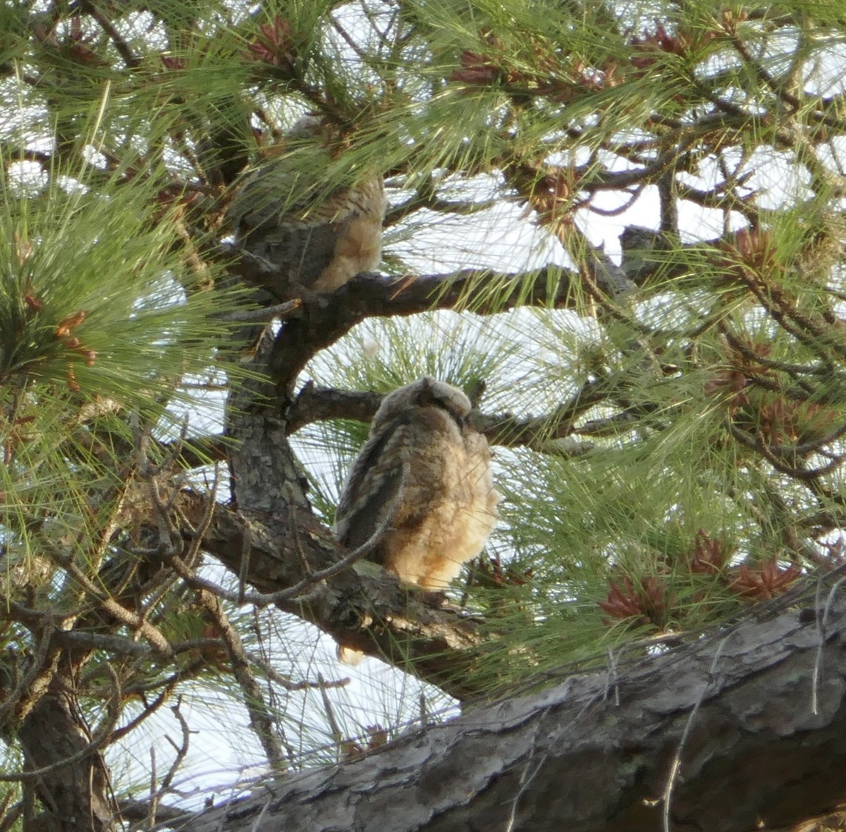 Great Horned Owl - ML614849789