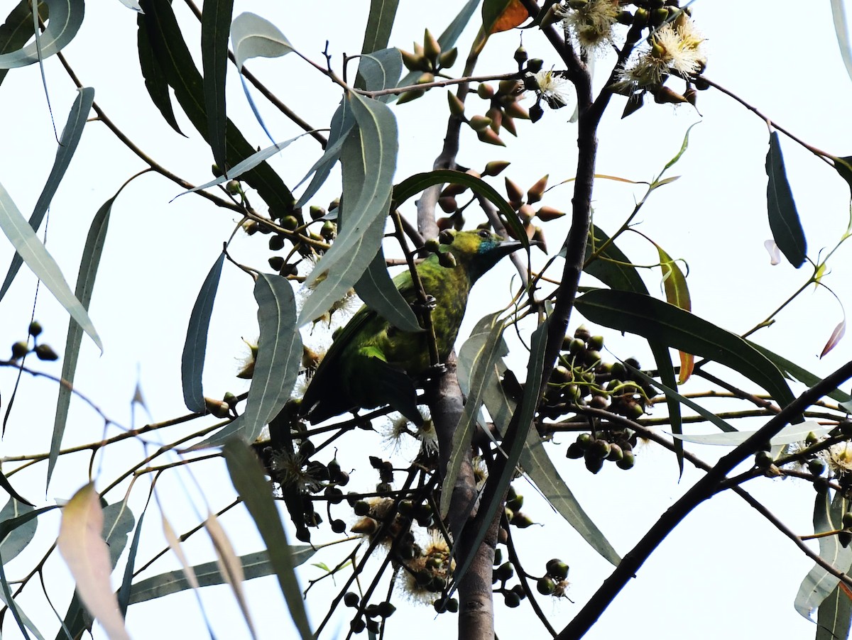 Jerdon's Leafbird - ML614849807