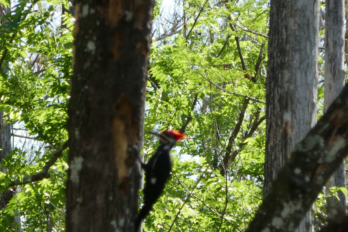 Pileated Woodpecker - ML614849825