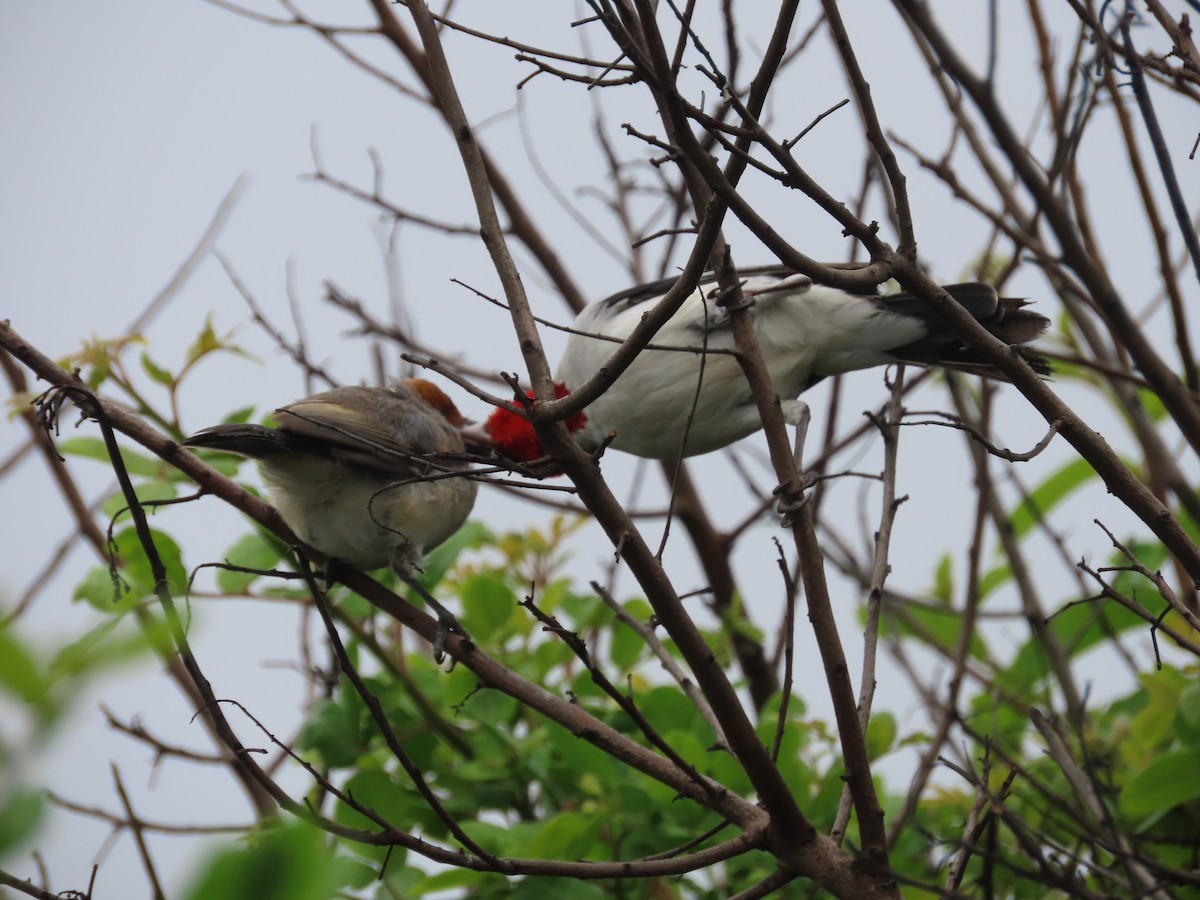 Red-cowled Cardinal - ML614849855