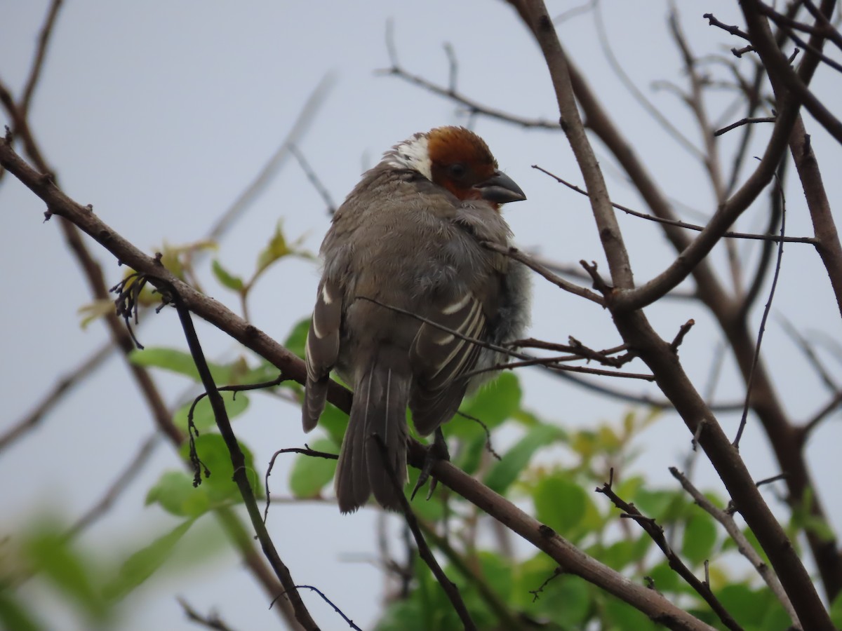 Red-cowled Cardinal - Ursula K Heise