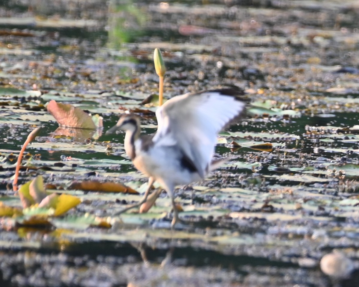 Jacana à longue queue - ML614849866