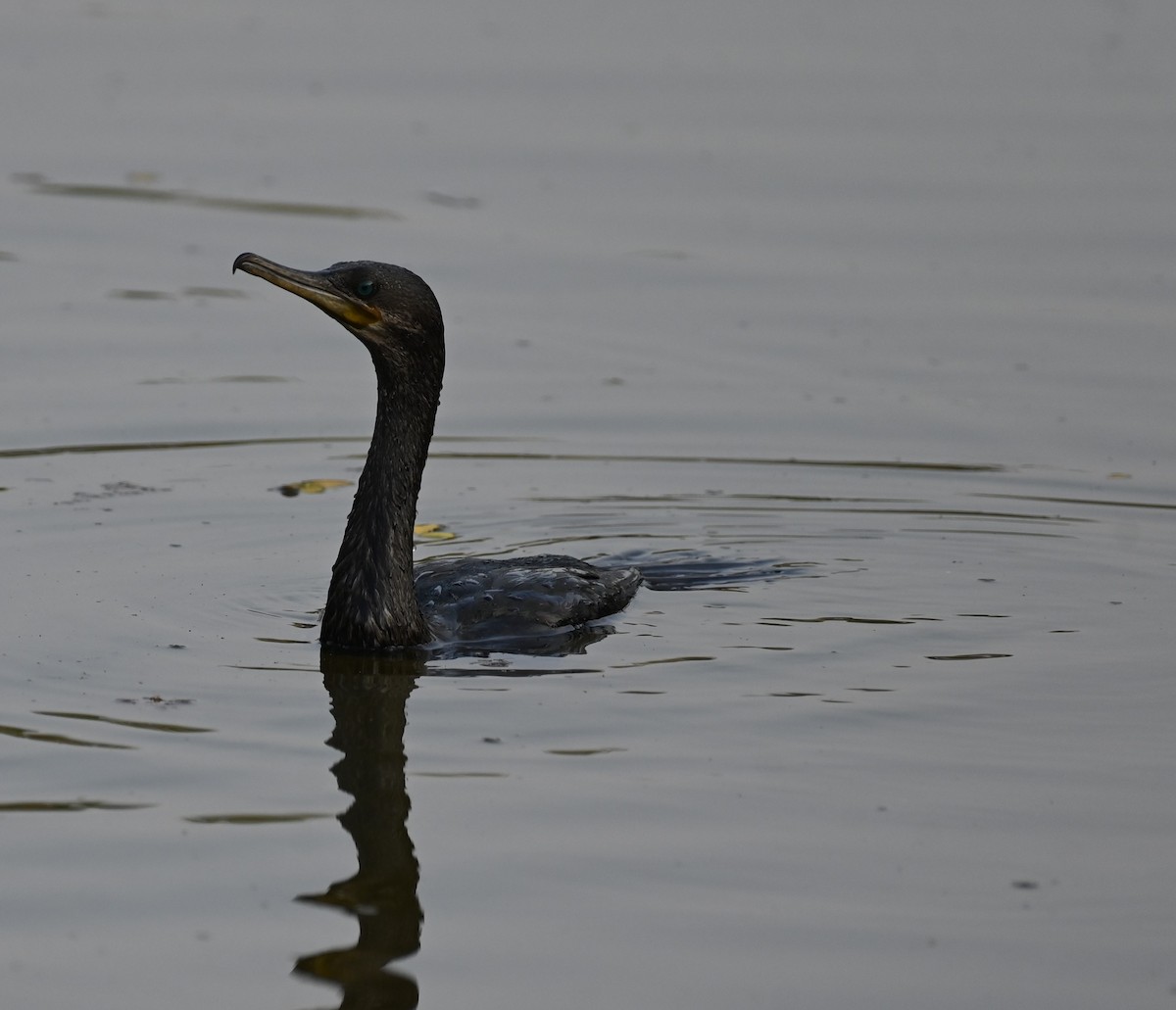 Indian Cormorant - ML614849883