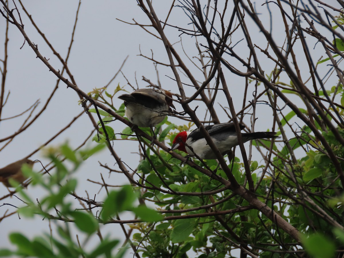 Red-cowled Cardinal - ML614849888