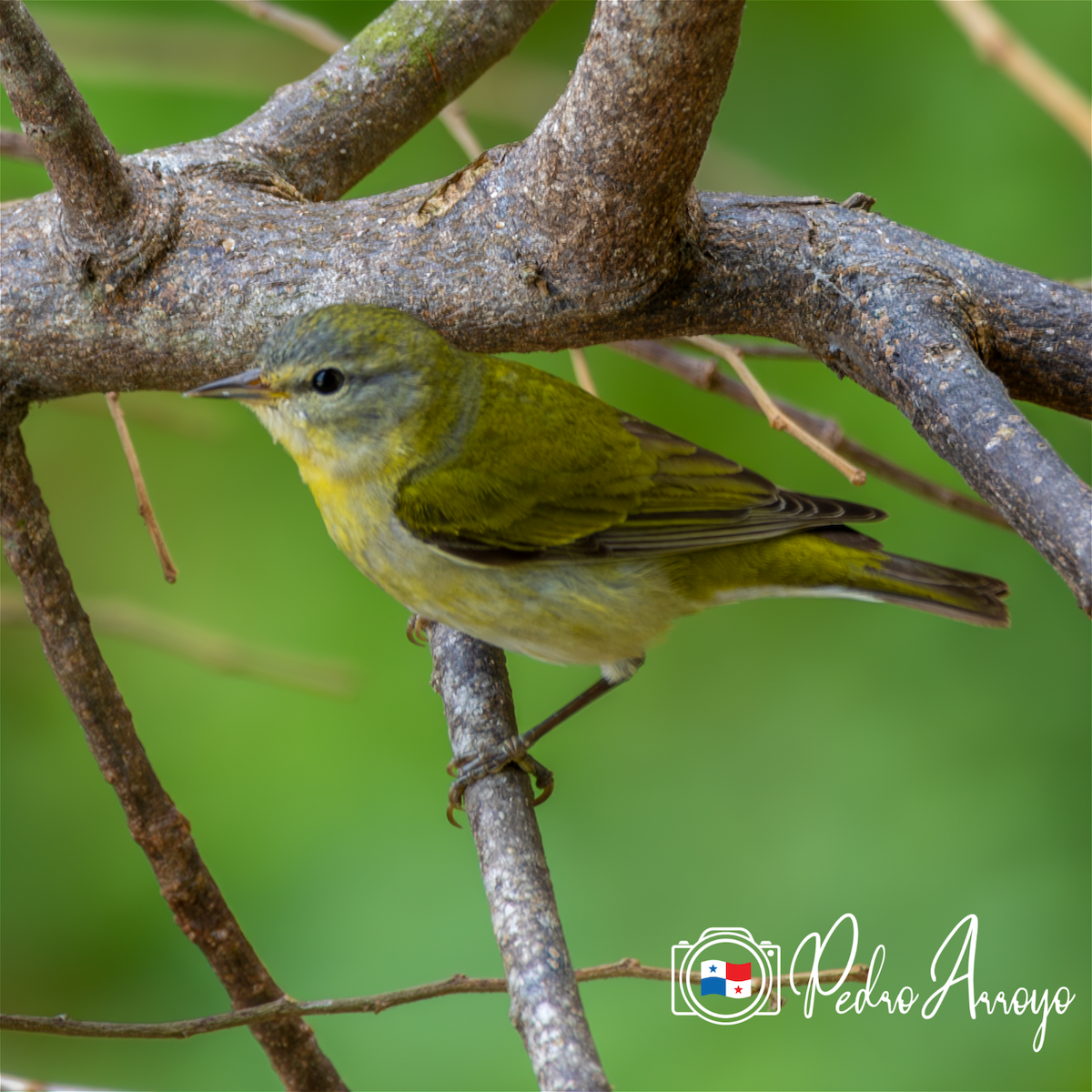 Tennessee Warbler - Pedro Arroyo