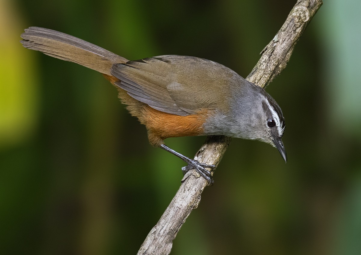 Palani Laughingthrush - Rejaul Karim