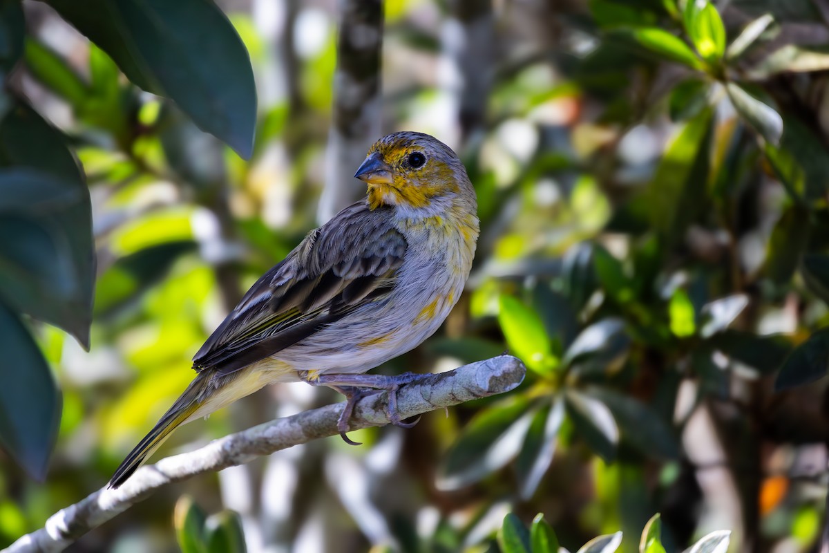 Saffron Finch - ML614849968