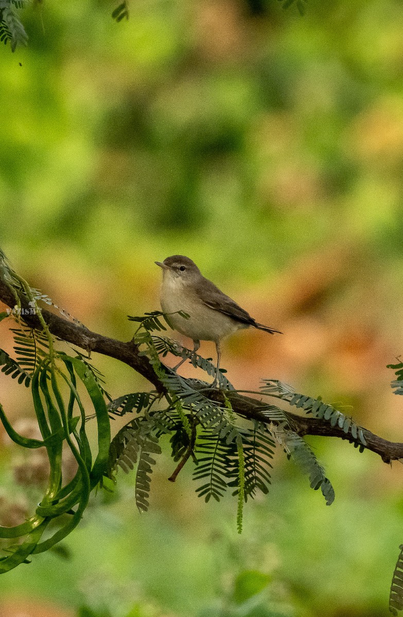 Booted Warbler - Angamuthu Arun