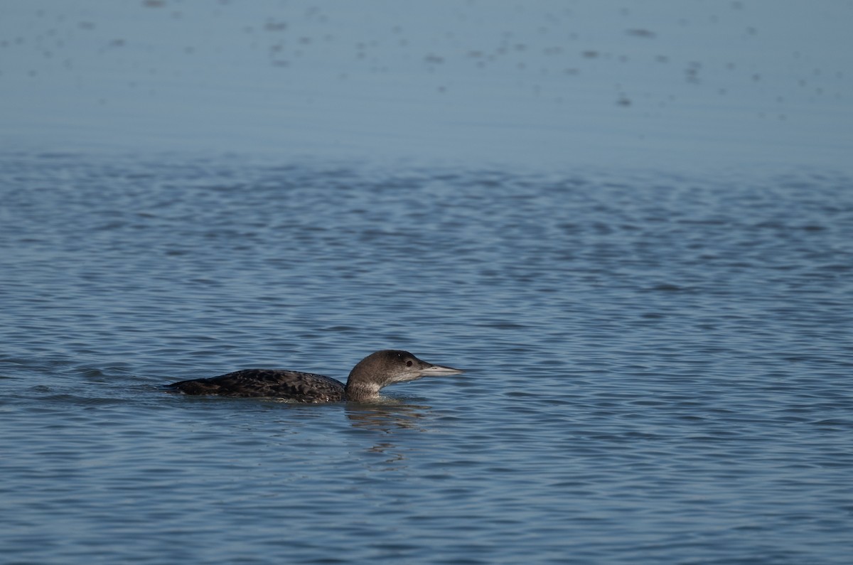 Common Loon - ML614850020