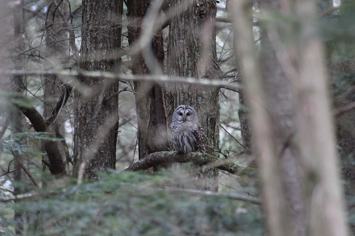 Barred Owl - ML614850041